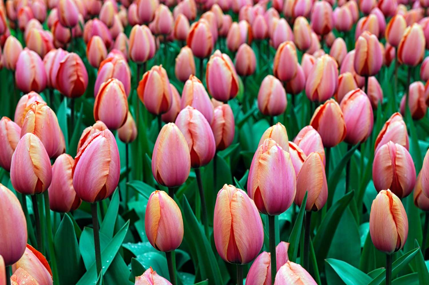 Tulppaani 'Apricot Impression'